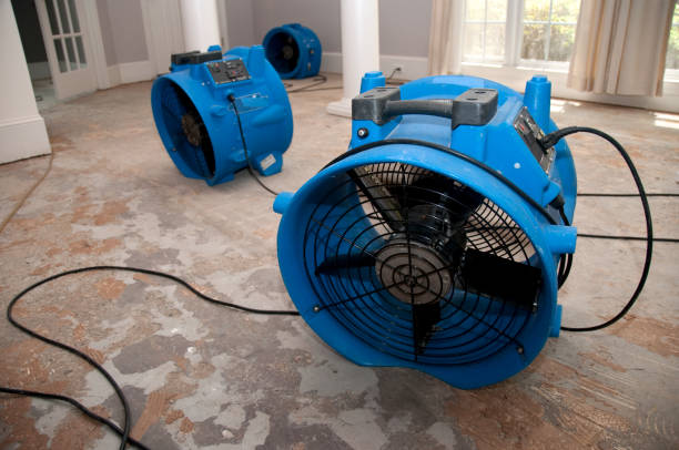 Best Mold removal after water damage  in Albion, NY